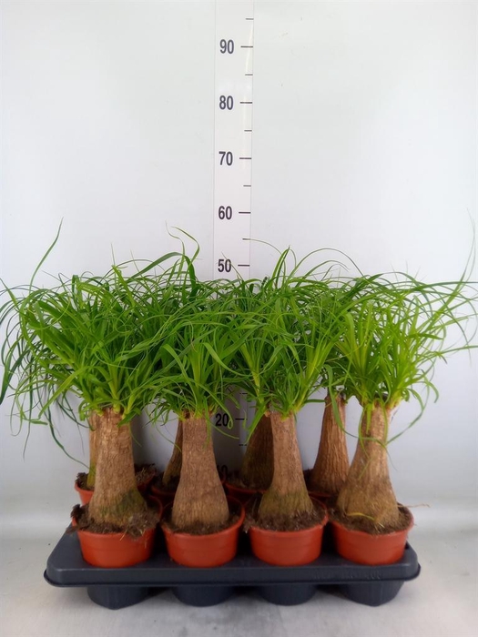 <h4>Beaucarnea recurvata</h4>