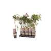 Clematis Montana Grp