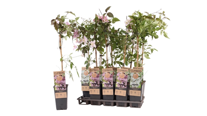Clematis Montana Grp