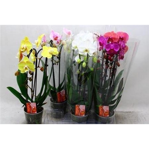 Phal Cascade 2 Tak Mix 16+