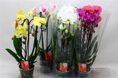 <h4>Phal Cascade 2 Tak Mix 16+</h4>