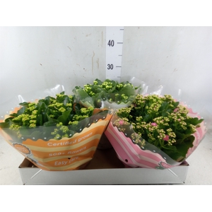 Kalanchoe blos.   ..rosebud mix  5