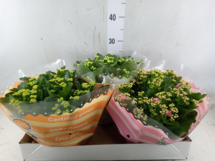 <h4>Kalanchoe blos.   ..rosebud mix  5</h4>