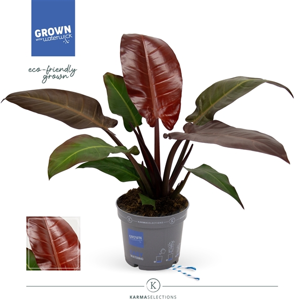 <h4>Philodendron - KARMA Starfire | 17cm</h4>