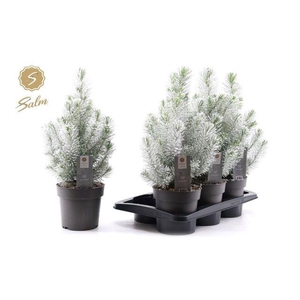 PINUS SILVER CREST P17 SNOW