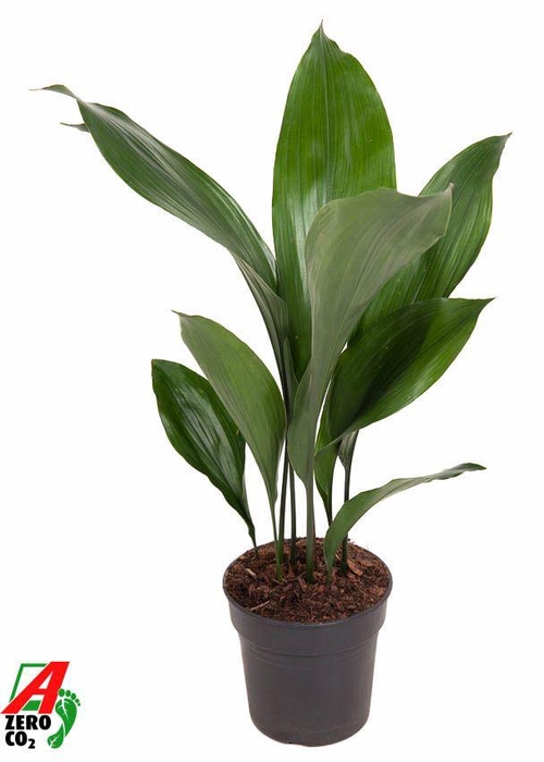 <h4>Aspidistra Elatior P15</h4>