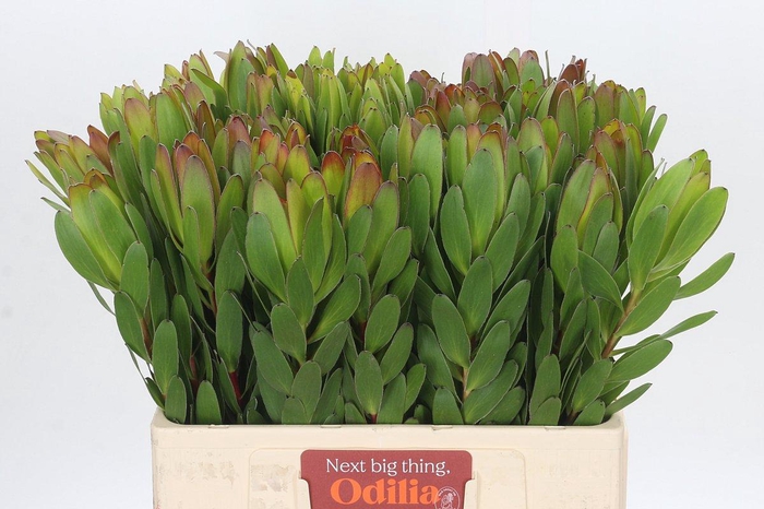 Leucadendron Goldstrike