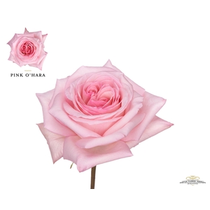 Rosa GR 'OHara'