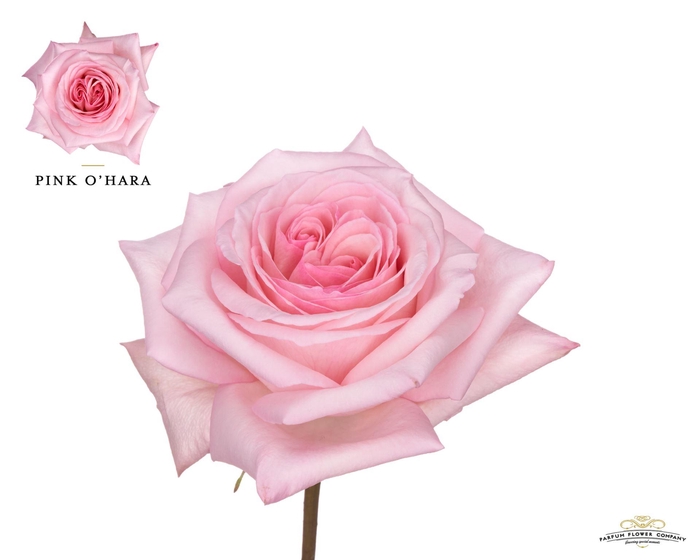 <h4>Rosa GR 'OHara'</h4>