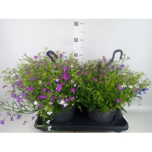 Lobelia  'Trixi Fashion'