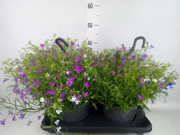 <h4>Lobelia  'Trixi Fashion'</h4>