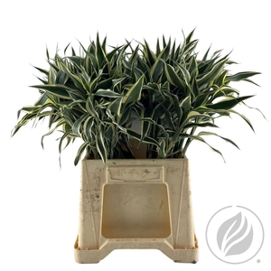 Sandriana White 52cm