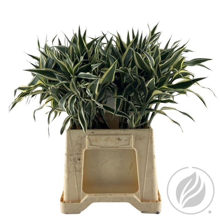 <h4>Sandriana White 40cm</h4>