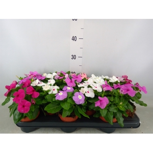 Catharanthus ros.   ...mix