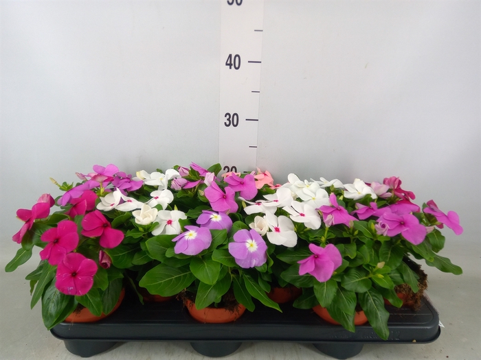 <h4>Catharanthus ros.   ...mix</h4>