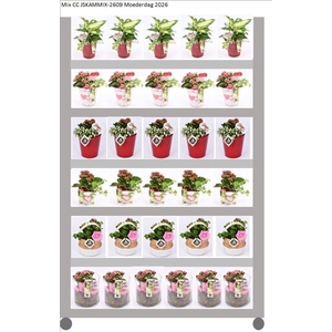 Mix CC Moederdag kamerplanten