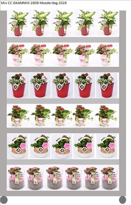 <h4>Mix CC Moederdag kamerplanten</h4>