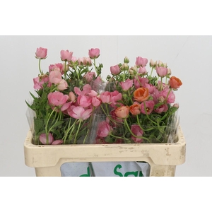 Ranunculus Magical Strawberry