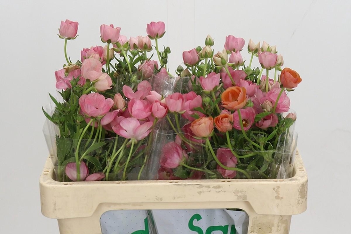 <h4>Ranunculus Magical Strawberry</h4>