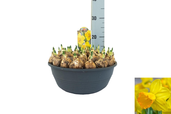 <h4>Narcissus   ...</h4>