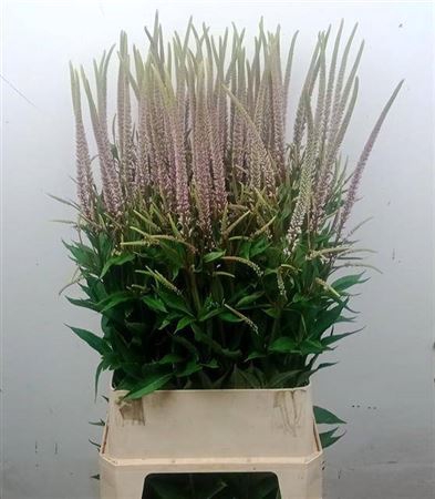 <h4>Veronic V Pink Beaut</h4>