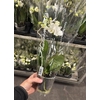 PHAL MF F SNOWFLAKE 2 SPIKE