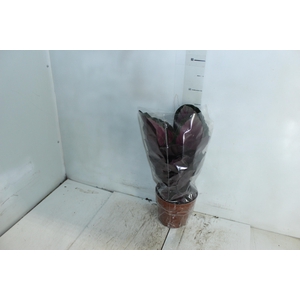 CALATHEA ROSEA PICTA ROSY P17