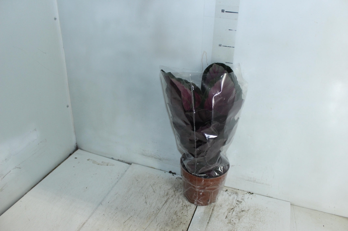<h4>CALATHEA ROSEA PICTA ROSY P17</h4>