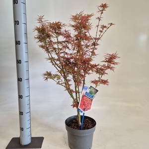 Acer palmatum Jerre Schwartz