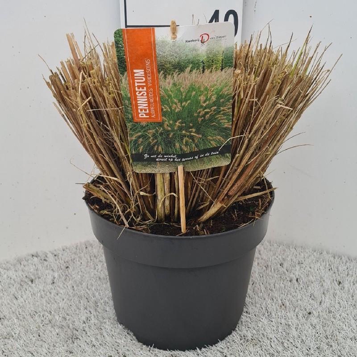 <h4>Pennisetum Alopecuroides Viridescens</h4>