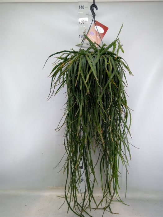 <h4>Rhipsalis   ...</h4>