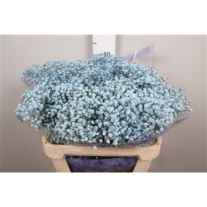 Gyps Overtime Light Blue