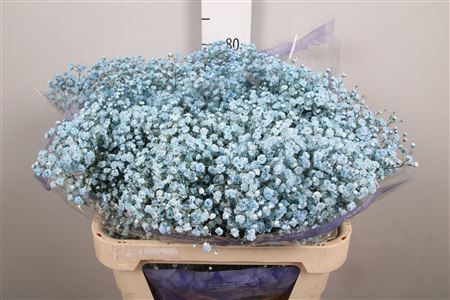 <h4>Gyps Overtime Light Blue</h4>