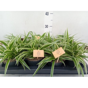Chlorophytum com. 'Ocean'