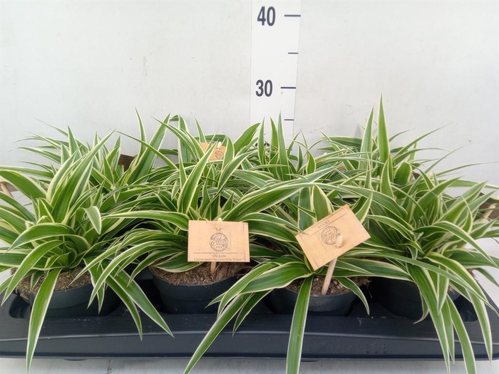 <h4>Chlorophytum com. 'Ocean'</h4>