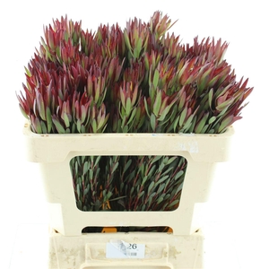 Leucad Blush Spray