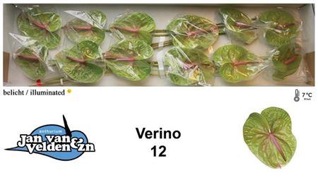 <h4>Anth A Verino X12</h4>