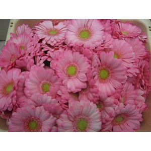 Ge Mi G Pastel Pink