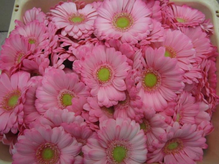 Ge Mi G Pastel Pink