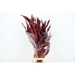 DF Strelitzia Leaf Bordeaux