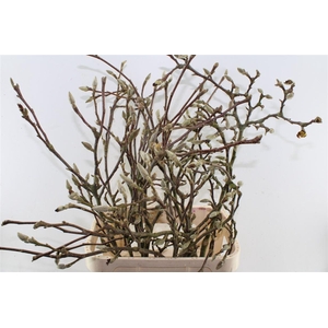 Magnolia Grandiflora Ex