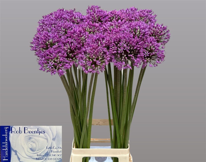 <h4>Allium Statos</h4>
