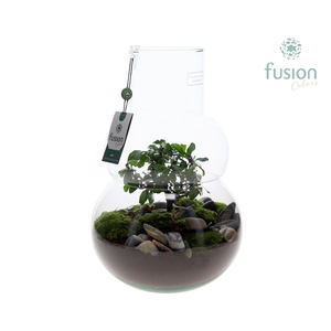 Green Bottle Olaf Large met Bonsai arrangement