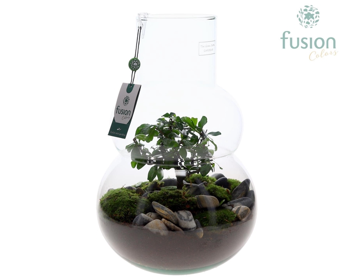 <h4>Green Bottle Olaf Large met Bonsai arrangement</h4>