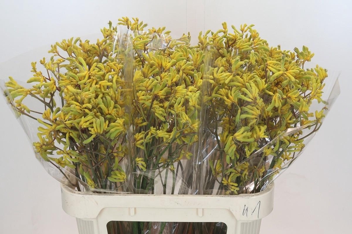 <h4>Anigozanthos Bush Down</h4>