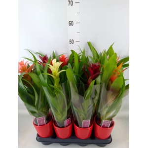 Guzmania   ...mix