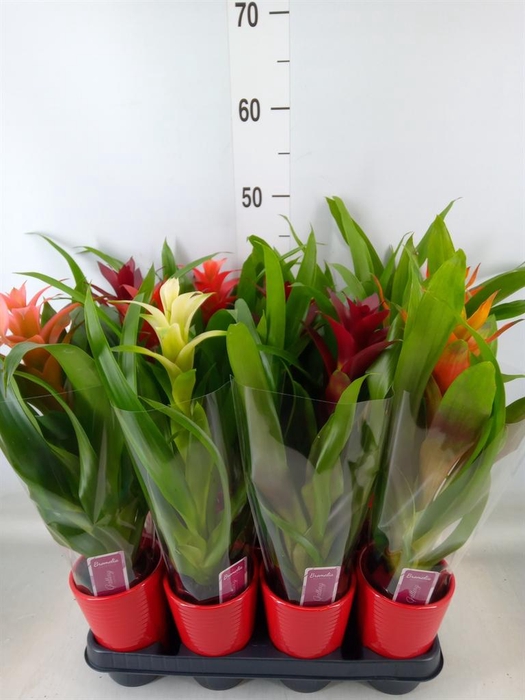 <h4>Guzmania   ...mix</h4>