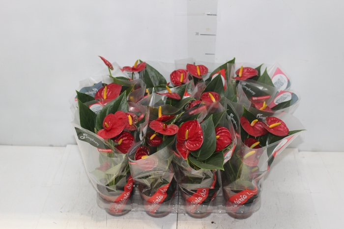 <h4>ANTHURIUM RED SUCCESS P09</h4>