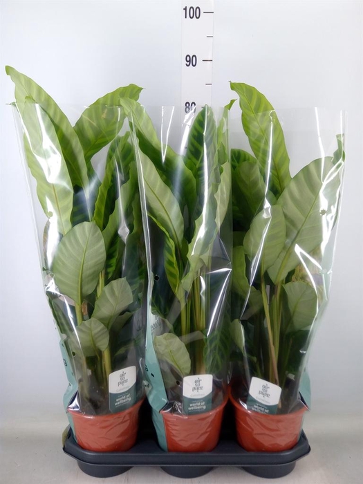 <h4>Calathea zebrina</h4>