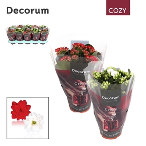 Kalanchoe Decorum Cozy - Red and White Mix